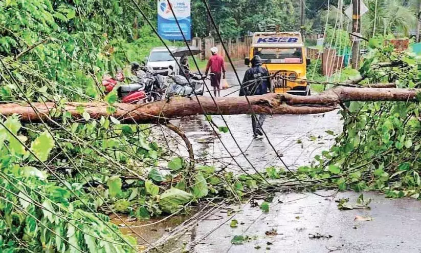 tree fell on the road