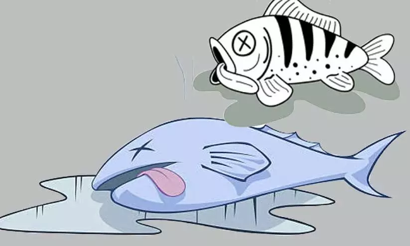 ഭക്ഷ്യസുരക്ഷ വകുപ്പ് കാര്യക്ഷമമല്ല; ജില്ലയില് രാസവസ്തുക്കള് കലര്ന്ന മത്സ്യം വ്യാപകം ഭക്ഷ്യസുരക്ഷ വകുപ്പ് കാര്യക്ഷമമല്ല; ജില്ലയില് രാസവസ്തുക്കള് കലര്ന്ന മത്സ്യം വ്യാപകം