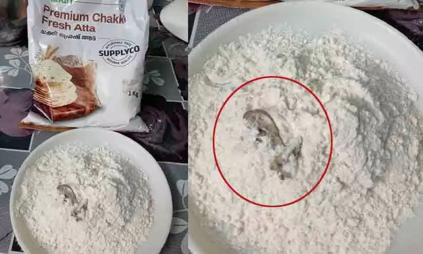 സപ്ലൈകോയുടെ ആട്ടയിൽ ചത്ത പല്ലി..!