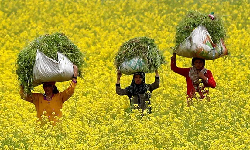 Mustard Cultivation Mustard Cultivation