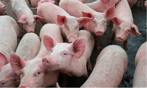 African swine fever