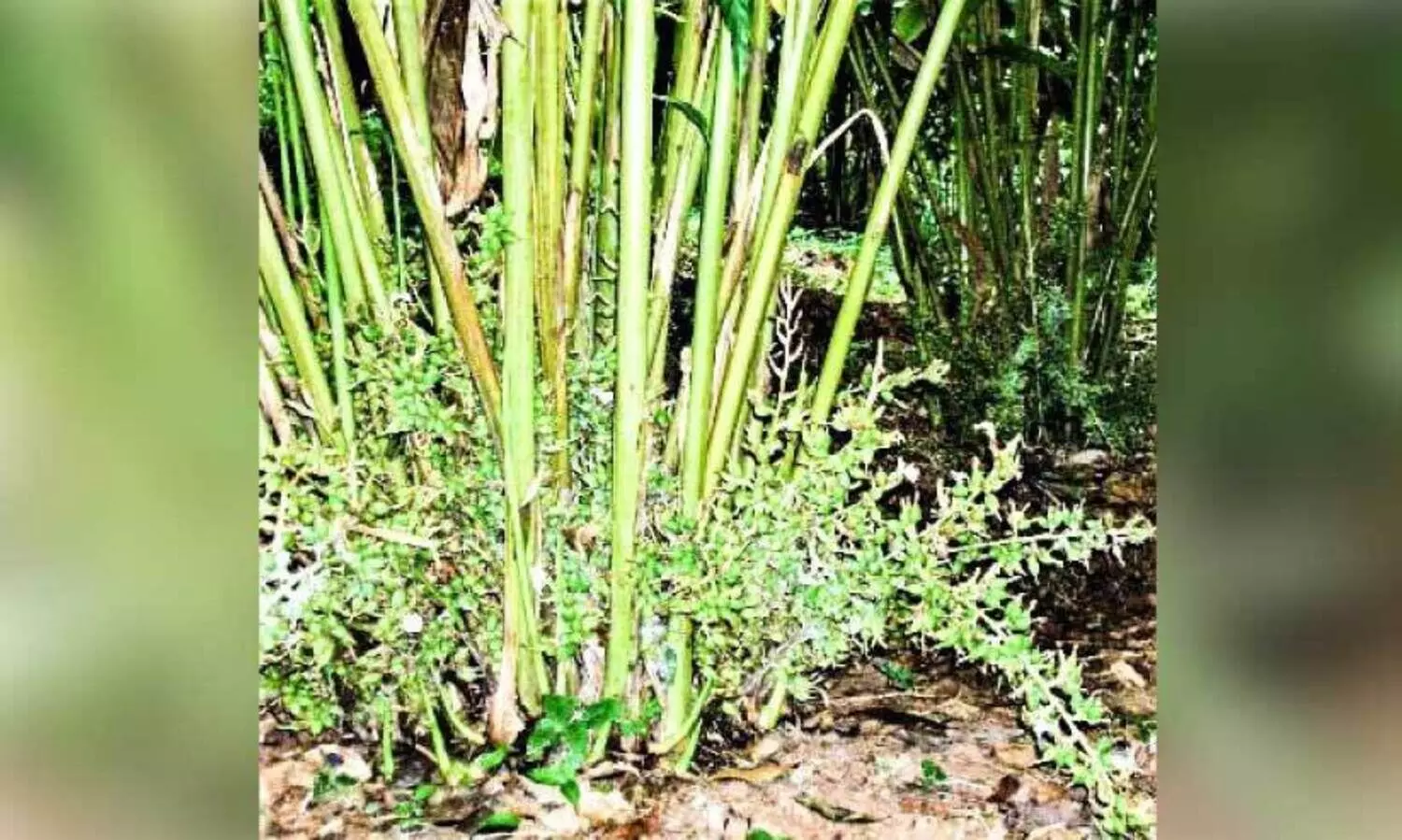 കാലാവസ്ഥ വ്യതിയാനം; ഹൈറേഞ്ചിൽ കർഷകർ ഏലകൃഷി ഉപേക്ഷിക്കുന്നു