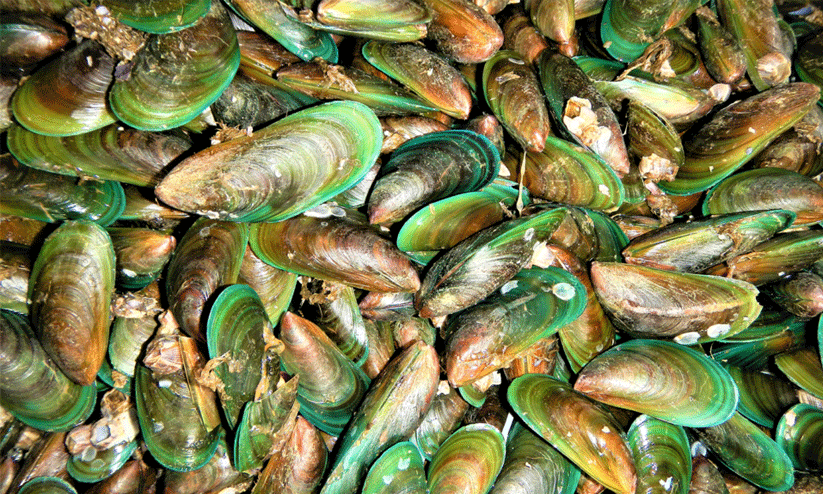 mussel mussel