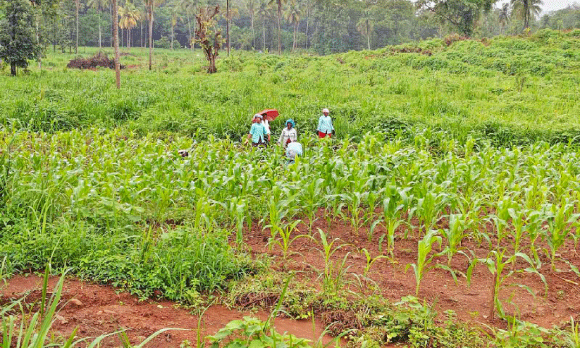 ആറളം ഫാമിന്റെ നഷ്ടപ്രതാപം വീണ്ടെടുക്കാൻ നൂറേക്കറിൽ വൈവിധ്യങ്ങളുടെ വിത്തെറിഞ്ഞു