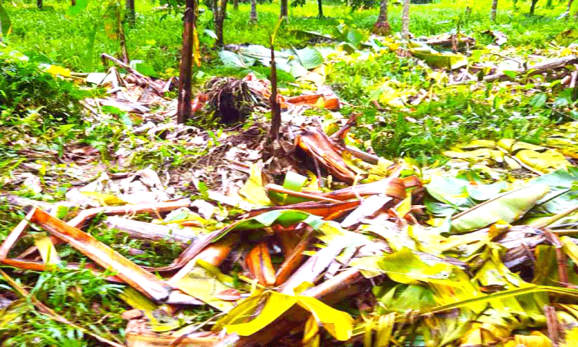 വെട്ടിക്കുഴിയിൽ കാട്ടാന കൃഷി നശിപ്പിച്ചു വെട്ടിക്കുഴിയിൽ കാട്ടാന കൃഷി നശിപ്പിച്ചു