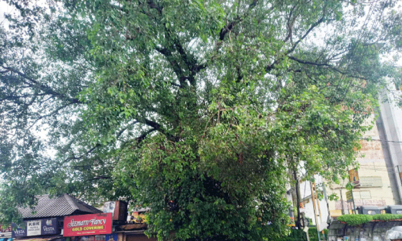 കൂറ്റൻ ആൽമരം ഭീഷണി; നടപടിയില്ല