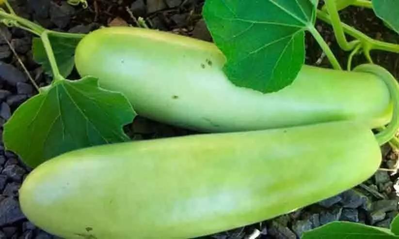 വയറു വേദനയുമായെത്തിയ 60കാരന്റെ വയറ്റിൽ നിന്ന് പുറത്തെടുത്തത് 16 ഇഞ്ച് വലിപ്പമുള്ള ചുരങ്ങ വയറു വേദനയുമായെത്തിയ 60കാരന്റെ വയറ്റിൽ നിന്ന് പുറത്തെടുത്തത് 16 ഇഞ്ച് വലിപ്പമുള്ള ചുരങ്ങ