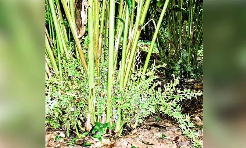 കാലാവസ്ഥ വ്യതിയാനം; ഹൈറേഞ്ചിൽ കർഷകർ ഏലകൃഷി ഉപേക്ഷിക്കുന്നു