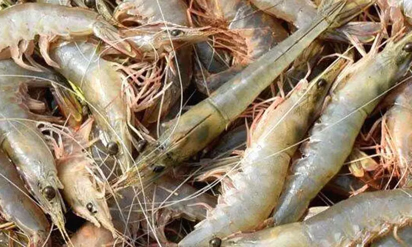 കടൽച്ചെമ്മീൻ കയറ്റുമതി വിലക്ക്; കേന്ദ്രത്തിലേക്ക് പ്രതിനിധി സംഘത്തെ അയക്കാൻ സർക്കാർ