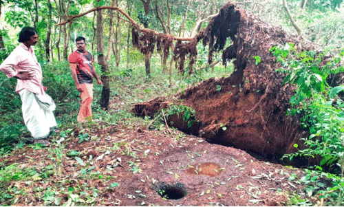 കോ​ള​ംകു​ള​ത്ത് ചെ​ങ്ക​ല്ല​റ​ക​ളും ഗുഹയും ക​ണ്ടെ​ത്തി