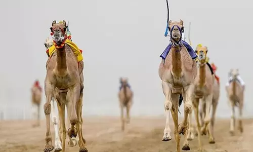 camel