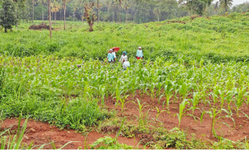 ആറളം ഫാമിന്റെ നഷ്ടപ്രതാപം വീണ്ടെടുക്കാൻ നൂറേക്കറിൽ വൈവിധ്യങ്ങളുടെ വിത്തെറിഞ്ഞു