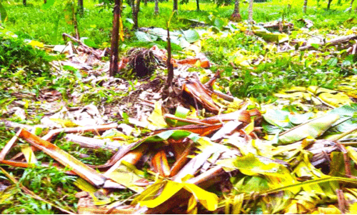 വെട്ടിക്കുഴിയിൽ കാട്ടാന കൃഷി നശിപ്പിച്ചു