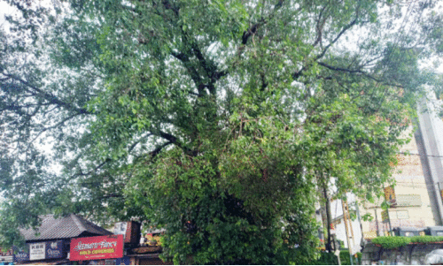 കൂറ്റൻ ആൽമരം ഭീഷണി; നടപടിയില്ല കൂറ്റൻ ആൽമരം ഭീഷണി; നടപടിയില്ല