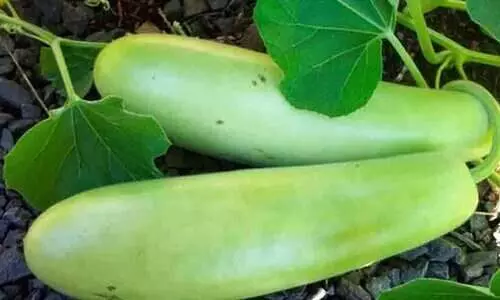 വയറു വേദനയുമായെത്തിയ 60കാരന്റെ വയറ്റിൽ നിന്ന് പുറത്തെടുത്തത് 16 ഇഞ്ച് വലിപ്പമുള്ള ചുരങ്ങ