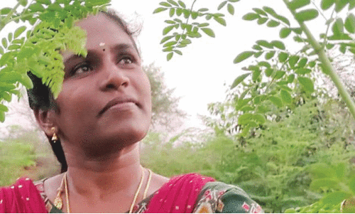 മുരിങ്ങയിൽനിന്ന് പൊന്ന് വിളയിച്ച് പൊന്നരശി