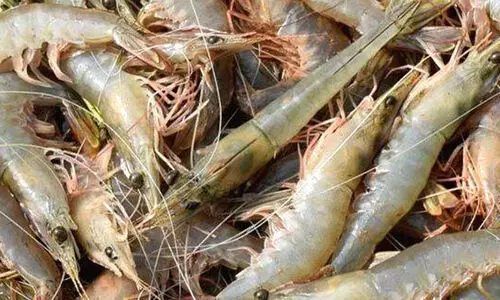 കടൽച്ചെമ്മീൻ കയറ്റുമതി വിലക്ക്; കേന്ദ്രത്തിലേക്ക് പ്രതിനിധി സംഘത്തെ അയക്കാൻ സർക്കാർ