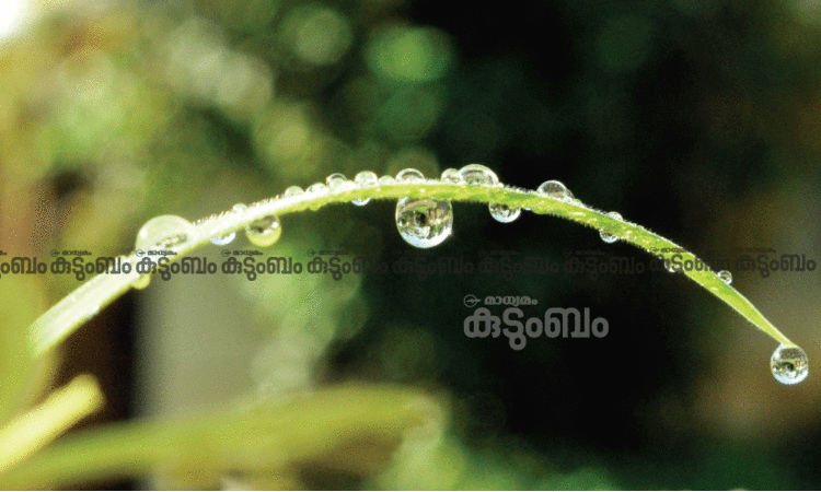 കർക്കടക മാസത്തിലെ ‘കർക്കടക ചകിത്സ’; ഗുണങ്ങളറിയാം