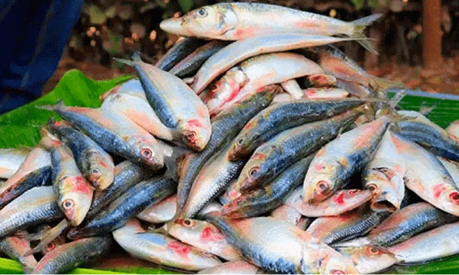 Fish price decrease,