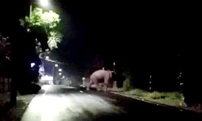 കാട്ടാന നാട്ടിൽ; ആശങ്കയോടെ വാഴക്കോട് വളവ്, ആറ്റൂർ നിവാസികൾ കാട്ടാന നാട്ടിൽ; ആശങ്കയോടെ വാഴക്കോട് വളവ്, ആറ്റൂർ നിവാസികൾ