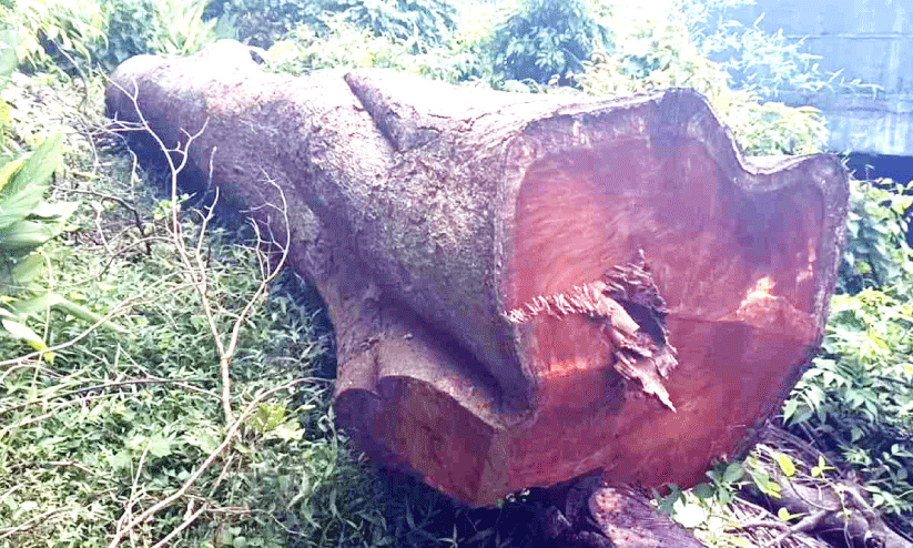 റെയിൽവേ വൈദ്യുതീകരണം: ലക്ഷങ്ങളുടെ തടി നശിക്കുന്നു റെയിൽവേ വൈദ്യുതീകരണം: ലക്ഷങ്ങളുടെ തടി നശിക്കുന്നു