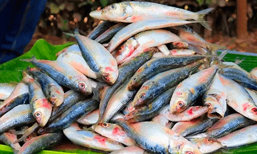 Fish price decrease, Fish price decrease,