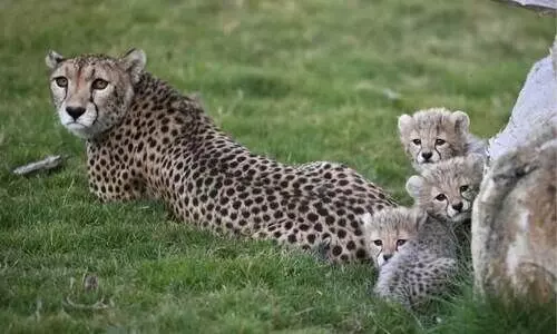 cheetah