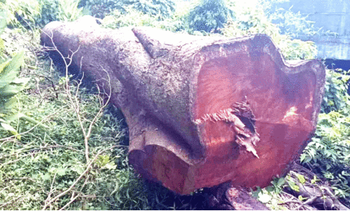 റെയിൽവേ വൈദ്യുതീകരണം: ലക്ഷങ്ങളുടെ തടി നശിക്കുന്നു റെയിൽവേ വൈദ്യുതീകരണം: ലക്ഷങ്ങളുടെ തടി നശിക്കുന്നു