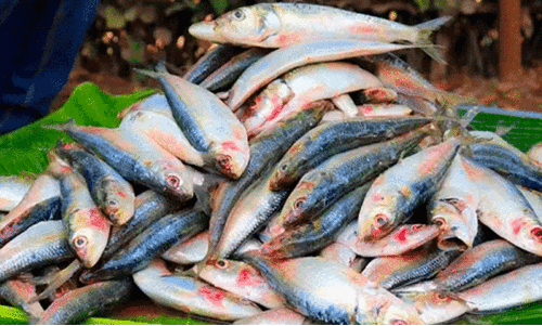 Fish price decrease,