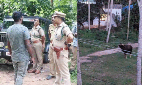 നാട്ടുകാരെ ഭീതിയിലാക്കി മം​ഗ​ല​പു​രത്ത്​ കാട്ടുപോത്ത്​