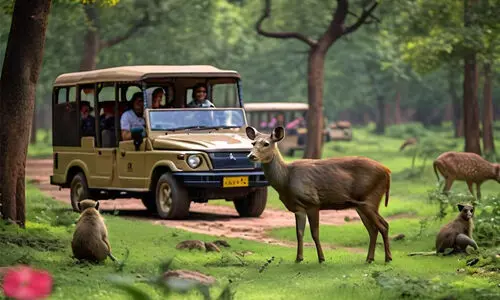 zoo safari park zoo safari park