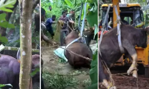 തിരുവനന്തപുരം നഗരത്തിൽ ഭീതിപരത്തിയ കാട്ടുപോത്തിനെ മയക്കുവെടിവെച്ച് പിടികൂടി