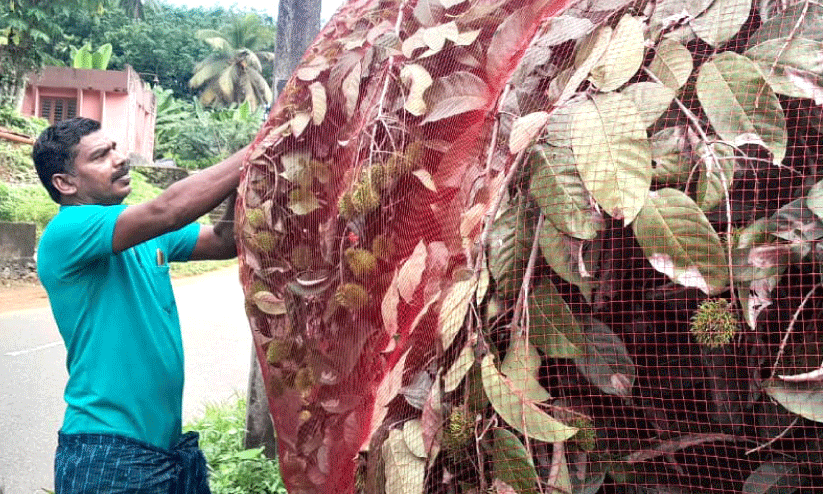 Farmer netting rambutan in Konni