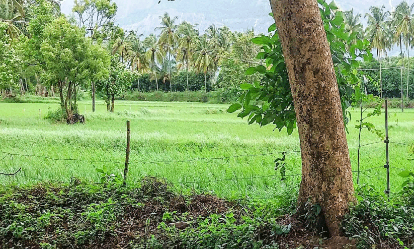 electric fence electric fence