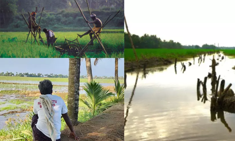 കുട്ടനാട് കാർഷിക മേഖലയിലെ പമ്പിങ് തൊഴിലാളികളുടെ കൂലി വർധിപ്പിച്ചു കുട്ടനാട് കാർഷിക മേഖലയിലെ പമ്പിങ് തൊഴിലാളികളുടെ കൂലി വർധിപ്പിച്ചു