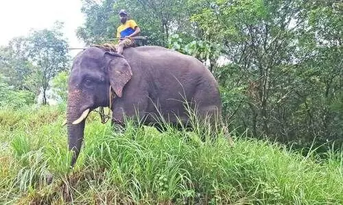 wayanad news wayanad news