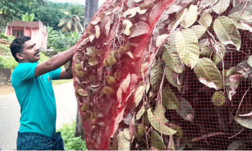 Farmer netting rambutan in Konni