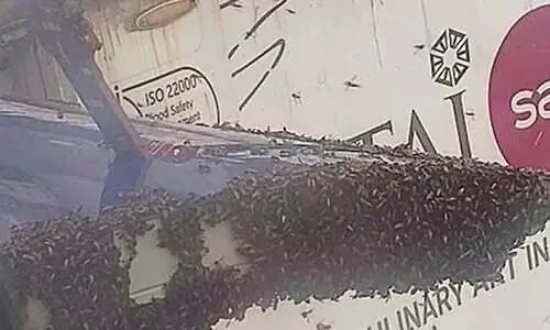 മുംബൈയിൽ വിമാനത്തിന്റെ ചിറകിൽ  തേനീച്ചക്കൂട്ടം; വലഞ്ഞ് യാത്രക്കാർ