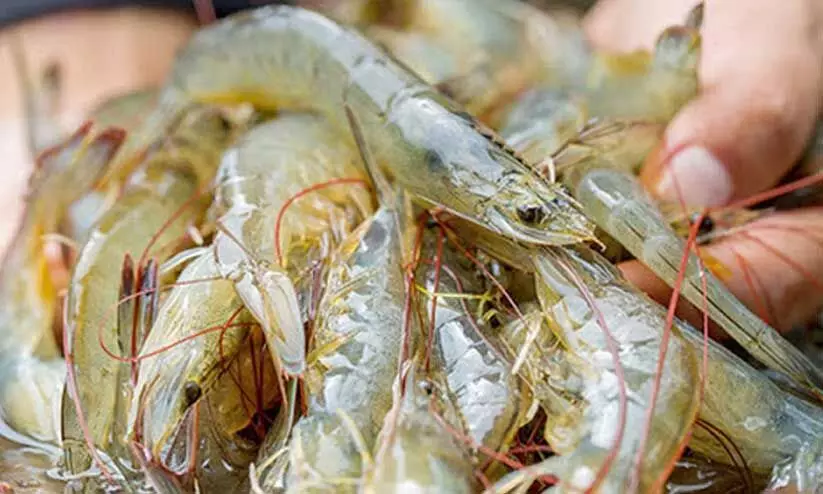 കടൽ ചെമ്മീൻ കയറ്റുമതി വിലക്ക്; പ്രശ്നപരിഹാരം നീളും