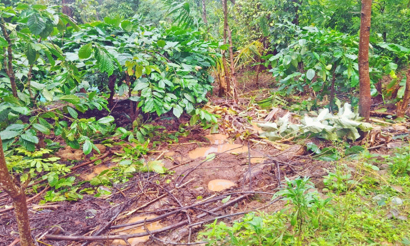കുങ്കിയാനകൾ വന്നിട്ടും രക്ഷയില്ല; മുത്തുമാരിയിൽ വീണ്ടും കാട്ടാനകളുടെ വിളയാട്ടം