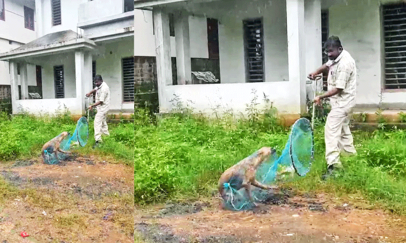 ബത്തേരിയെ ഭീതിയിലാക്കിയ തെരുവുനായെ പിടികൂടി; ആശങ്ക ഒഴിയുന്നില്ല ബത്തേരിയെ ഭീതിയിലാക്കിയ തെരുവുനായെ പിടികൂടി; ആശങ്ക ഒഴിയുന്നില്ല