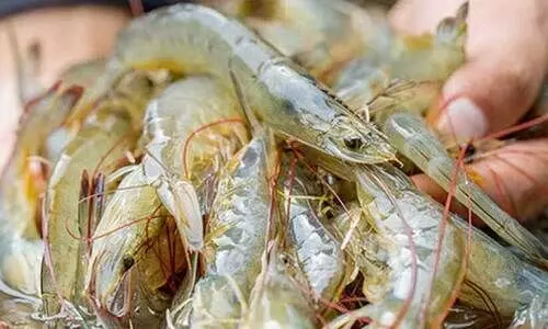 കടൽ ചെമ്മീൻ കയറ്റുമതി വിലക്ക്; പ്രശ്നപരിഹാരം നീളും