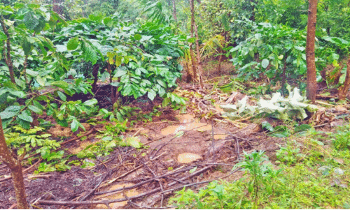 കുങ്കിയാനകൾ വന്നിട്ടും രക്ഷയില്ല; മുത്തുമാരിയിൽ വീണ്ടും കാട്ടാനകളുടെ വിളയാട്ടം കുങ്കിയാനകൾ വന്നിട്ടും രക്ഷയില്ല; മുത്തുമാരിയിൽ വീണ്ടും കാട്ടാനകളുടെ വിളയാട്ടം