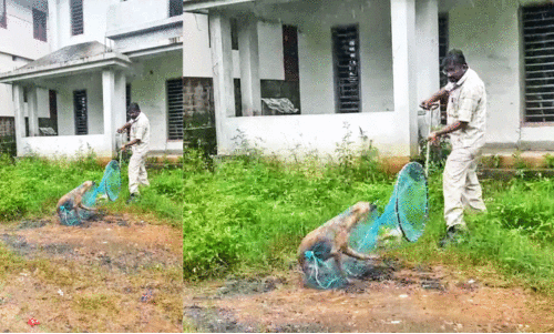 ബ​ത്തേ​രി​യെ ഭീ​തി​യി​ലാ​ക്കി​യ തെ​രു​വു​നാ​യെ പി​ടി​കൂ​ടി; ആ​ശ​ങ്ക ഒ​ഴി​യു​ന്നി​ല്ല