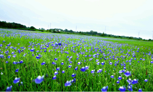 കാഴ്ചവിരുന്നൊരുക്കി മാടായിപ്പാറ
