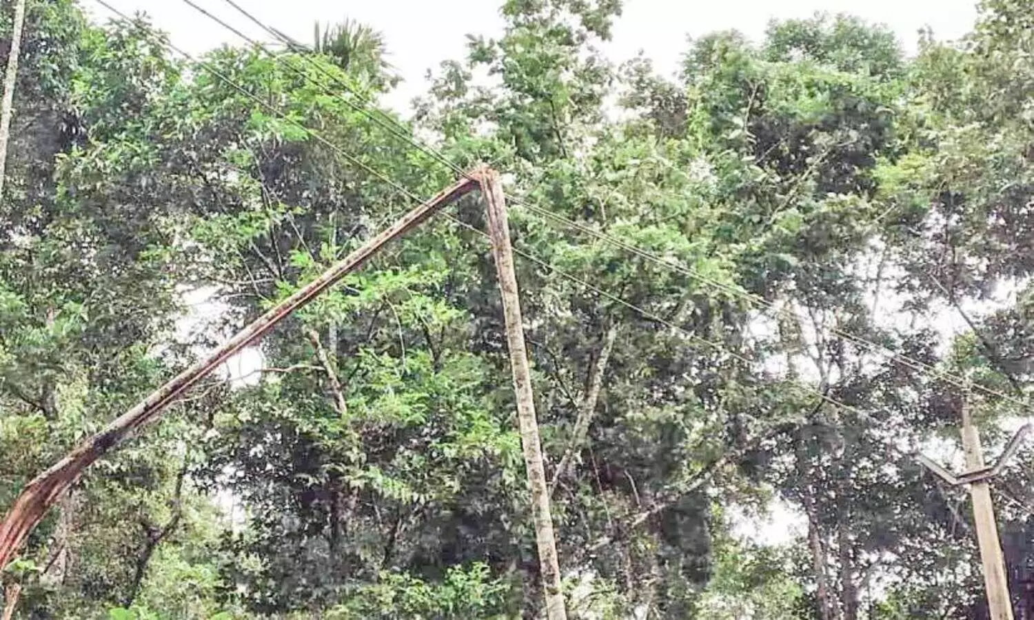 പ്ലീസ്... ഈ കമുകിന്‍തടി ഒന്ന്​ നീക്കു​മോ?