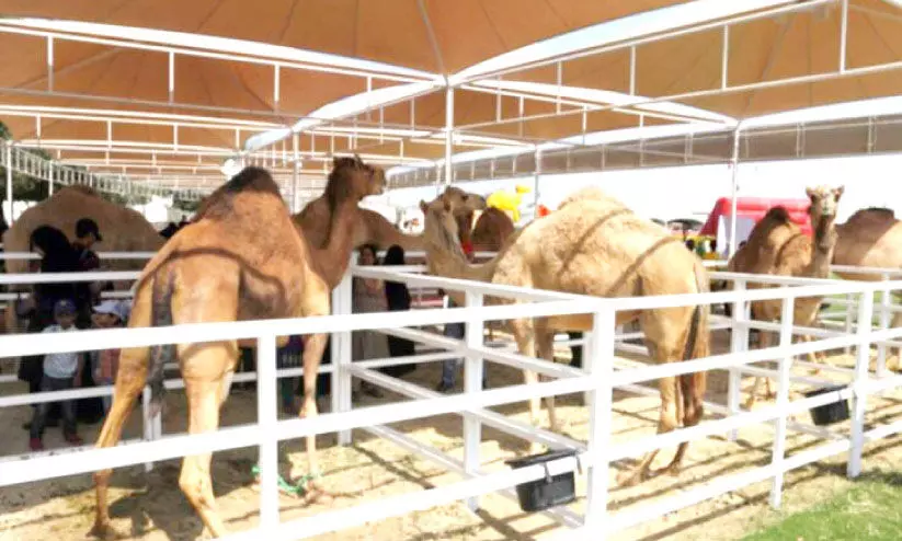 കന്നുകാലി പ്രദർശന മേള കന്നുകാലി പ്രദർശന മേള