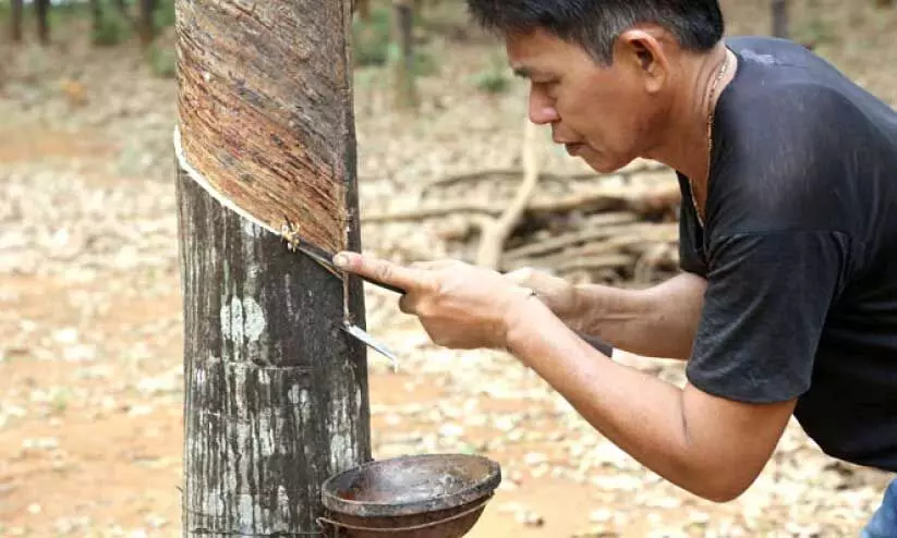 റബർ കർഷകർക്ക്​ തിരിച്ചടി; വില ഉയർന്നപ്പോൾ   ഇലപൊഴിച്ചിൽ