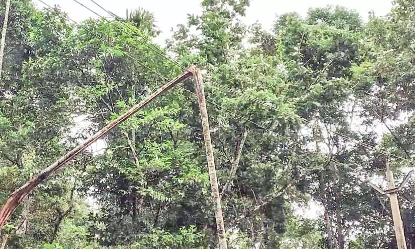 പ്ലീസ്... ഈ കമുകിന്തടി ഒന്ന് നീക്കുമോ? പ്ലീസ്... ഈ കമുകിന്തടി ഒന്ന് നീക്കുമോ?