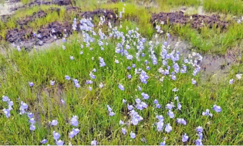 നീ​ലവ​സ​ന്തം; ദൃ​ശ്യ​വി​രു​ന്നായി കരിന്തളത്തെ കാ​ക്ക​പ്പൂ​ക്ക​ൾ
